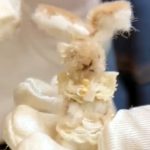 No.2 本間里美　小さなウサギのクリスマス　ピンク