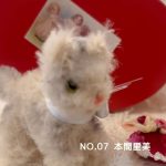 NO.07 本間里美 バレンタインBOX Baby cat
