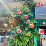 本店バラ